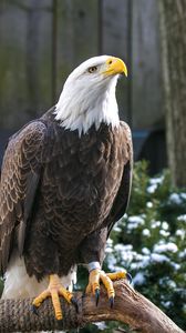 Preview wallpaper bald eagle, eagle, bird, predator, beak, legs