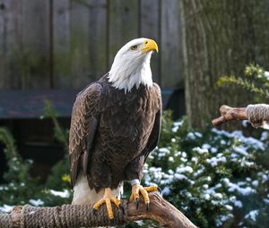 Preview wallpaper bald eagle, eagle, bird, predator, beak, legs