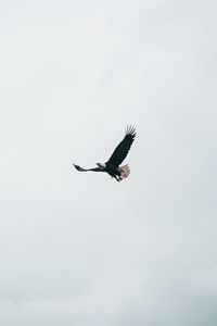 Preview wallpaper bald eagle, eagle, flight, sky, minimalism