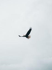 Preview wallpaper bald eagle, eagle, flight, sky, minimalism