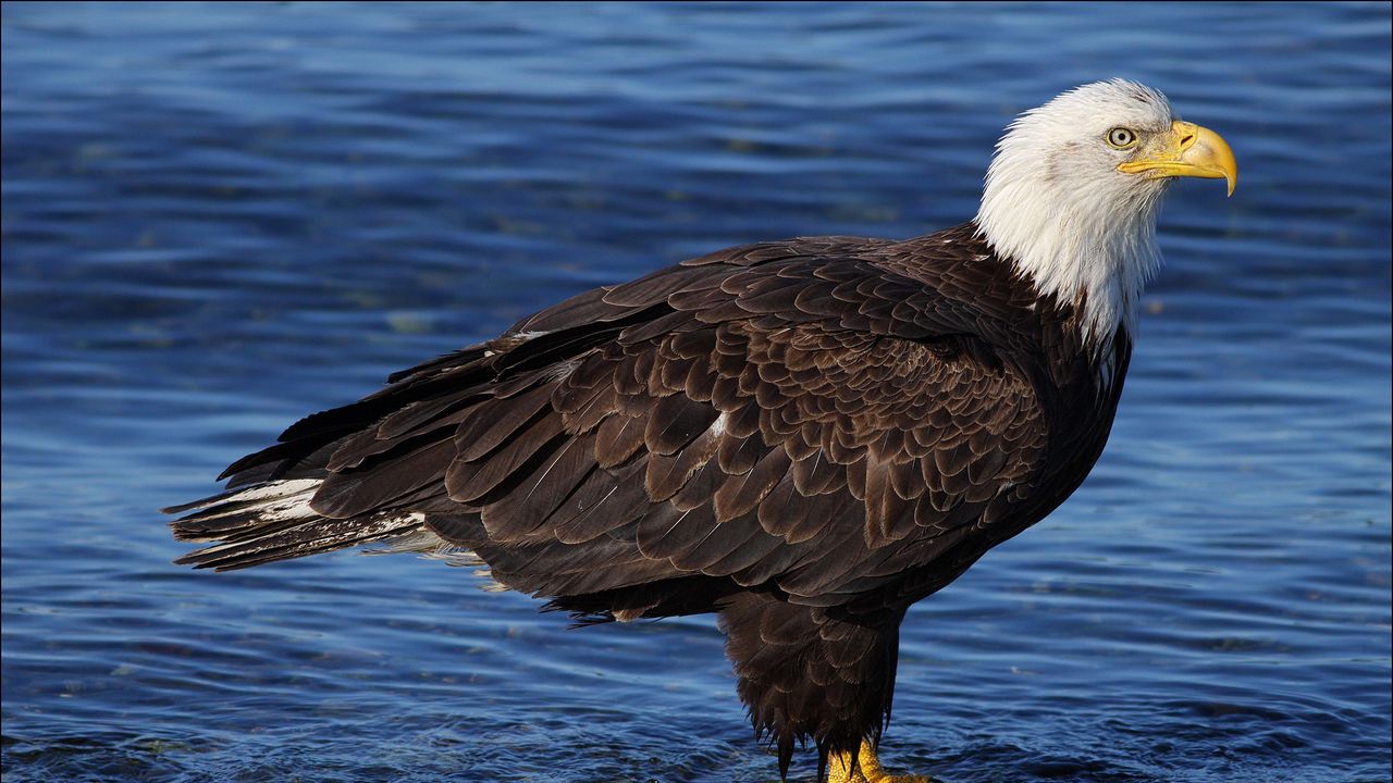 Wallpaper bald eagle, rocks, water