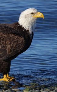 Preview wallpaper bald eagle, rocks, water