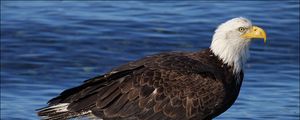 Preview wallpaper bald eagle, rocks, water