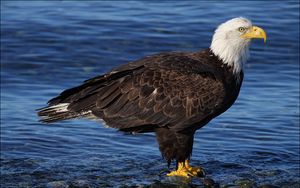 Preview wallpaper bald eagle, rocks, water