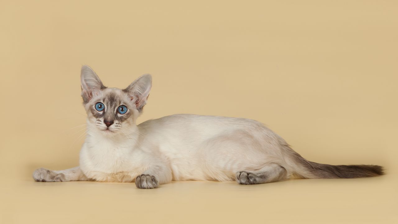 Wallpaper bali, balinese, balinese cat, breed, color