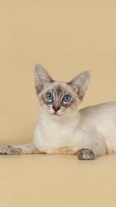 Preview wallpaper bali, balinese, balinese cat, breed, color