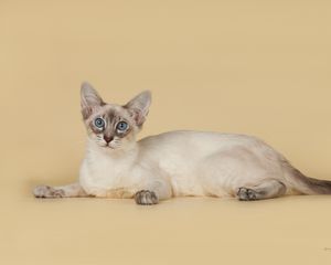 Preview wallpaper bali, balinese, balinese cat, breed, color