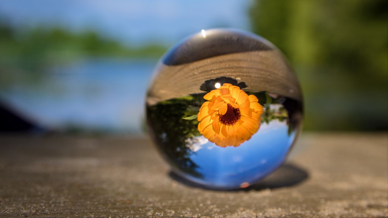 Wallpaper ball, flower, glass, blurring