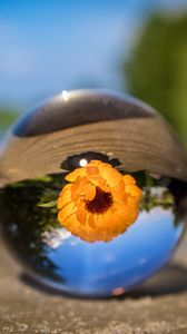 Preview wallpaper ball, flower, glass, blurring