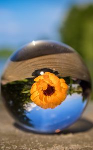 Preview wallpaper ball, flower, glass, blurring