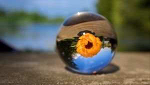 Preview wallpaper ball, flower, glass, blurring