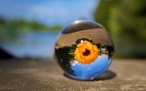 Preview wallpaper ball, flower, glass, blurring