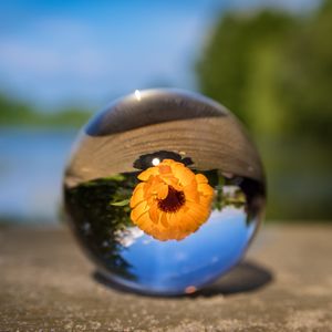 Preview wallpaper ball, flower, glass, blurring