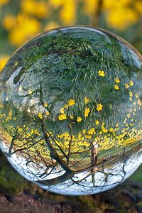 Preview wallpaper ball, glass, transparent, reflection, grass