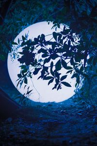 Preview wallpaper ball, glow, light, night, branches