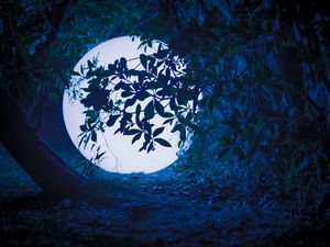 Preview wallpaper ball, glow, light, night, branches