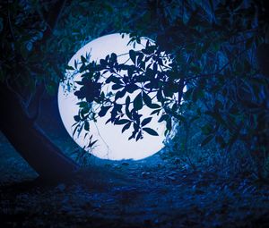 Preview wallpaper ball, glow, light, night, branches