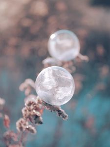 Preview wallpaper ball, ice, macro, plant, frost