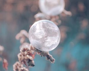 Preview wallpaper ball, ice, macro, plant, frost