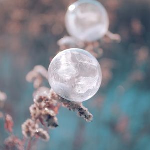 Preview wallpaper ball, ice, macro, plant, frost