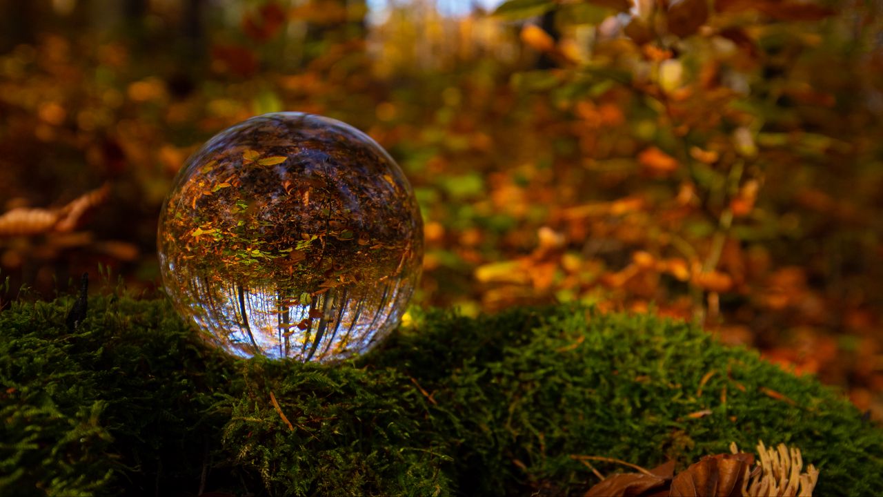 Wallpaper ball, reflection, forest, autumn