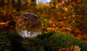 Preview wallpaper ball, reflection, forest, autumn