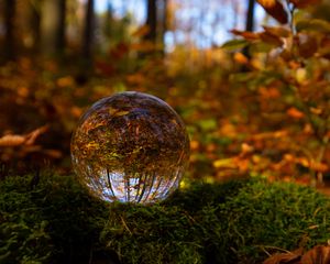 Preview wallpaper ball, reflection, forest, autumn