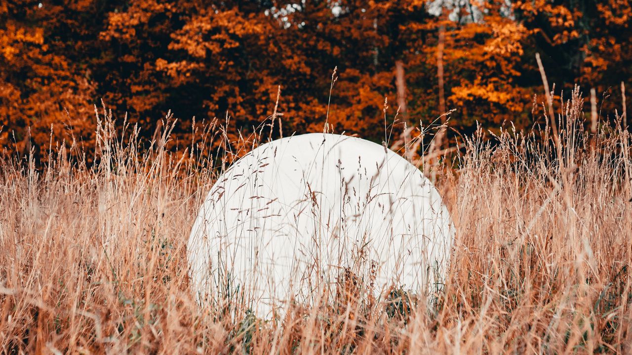 Wallpaper ball, white, grass, trees, nature