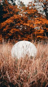 Preview wallpaper ball, white, grass, trees, nature