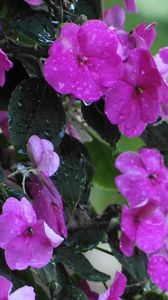 Preview wallpaper balsams, flowers, drops, leaves, wet