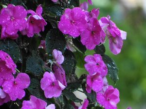 Preview wallpaper balsams, flowers, drops, leaves, wet