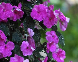 Preview wallpaper balsams, flowers, drops, leaves, wet