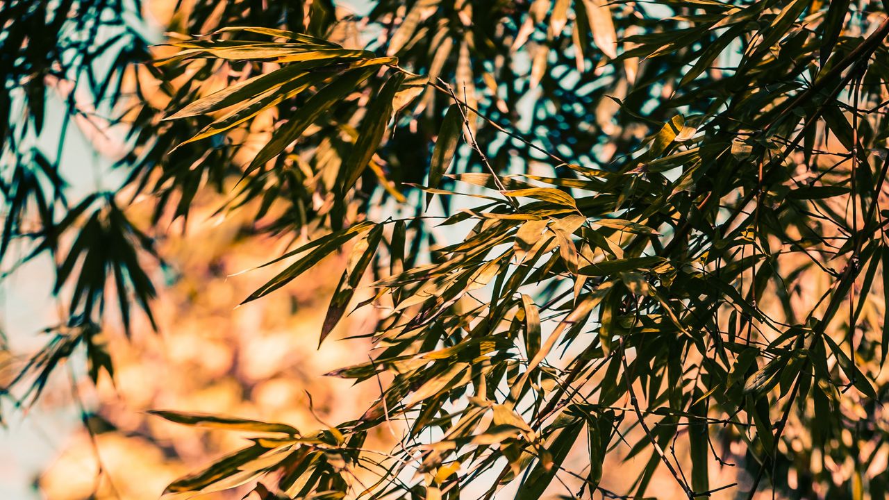 Wallpaper bamboo, branches, leaves, plant