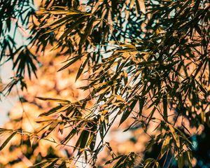 Preview wallpaper bamboo, branches, leaves, plant