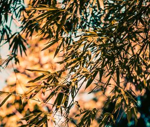 Preview wallpaper bamboo, branches, leaves, plant