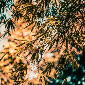 Preview wallpaper bamboo, branches, leaves, plant