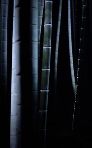 Preview wallpaper bamboo, darkness, trunks