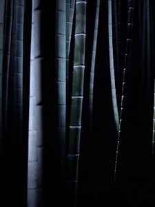 Preview wallpaper bamboo, darkness, trunks