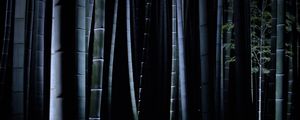 Preview wallpaper bamboo, darkness, trunks