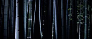 Preview wallpaper bamboo, darkness, trunks