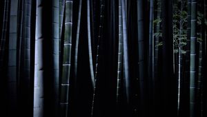 Preview wallpaper bamboo, darkness, trunks