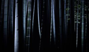 Preview wallpaper bamboo, darkness, trunks