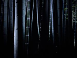 Preview wallpaper bamboo, darkness, trunks