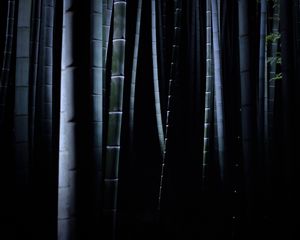 Preview wallpaper bamboo, darkness, trunks