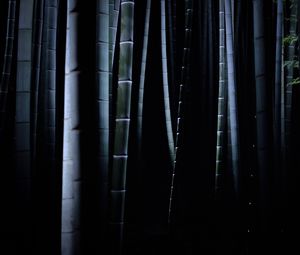 Preview wallpaper bamboo, darkness, trunks