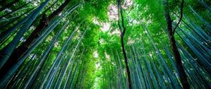 Preview wallpaper bamboo, forest, trees, bottom view