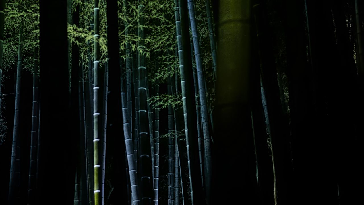 Wallpaper bamboo, forest, trees, dark