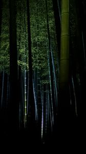 Preview wallpaper bamboo, forest, trees, dark