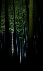 Preview wallpaper bamboo, forest, trees, dark