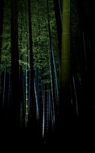 Preview wallpaper bamboo, forest, trees, dark